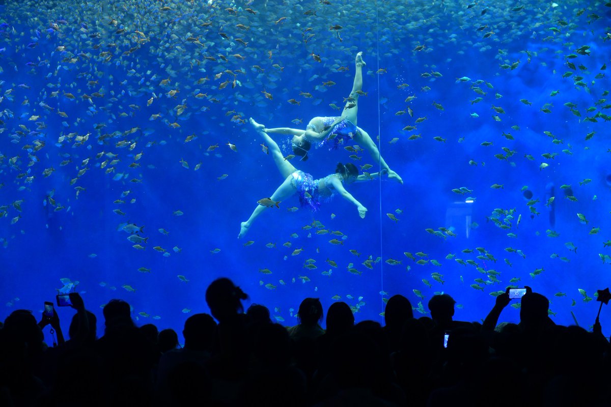 GuzhenC37467's tweet photo. 🐳🐬🐟Let’s visit the oceanarium! Stroll through the underwater tunnel, enjoy the graceful dance of jellyfish, and watch dolphins leaping out of the water. Unlock the romance of the ocean together this summer!#SummerPleasure #OceanRomance #AnhuiTrip #ColorfulVacation https://t.co/0nhnKBaVQe