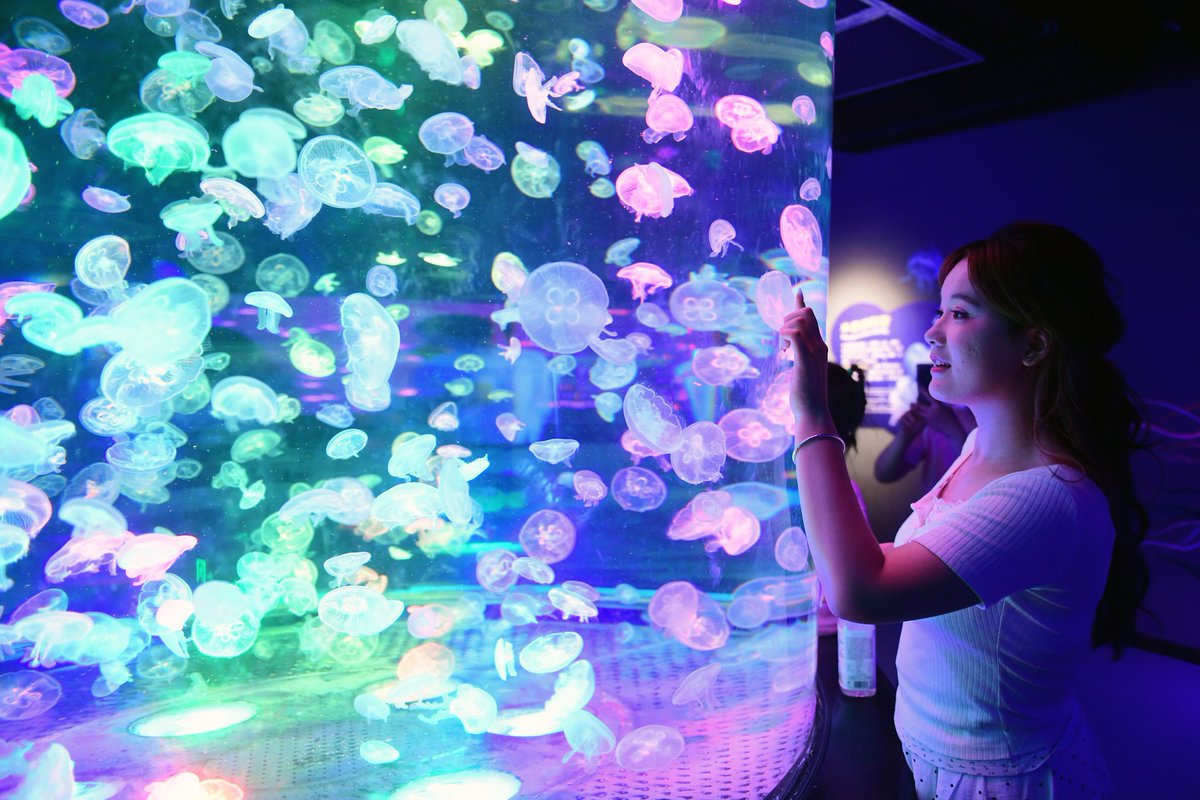 GuzhenC37467's tweet photo. 🐳🐬🐟Let’s visit the oceanarium! Stroll through the underwater tunnel, enjoy the graceful dance of jellyfish, and watch dolphins leaping out of the water. Unlock the romance of the ocean together this summer!#SummerPleasure #OceanRomance #AnhuiTrip #ColorfulVacation https://t.co/0nhnKBaVQe