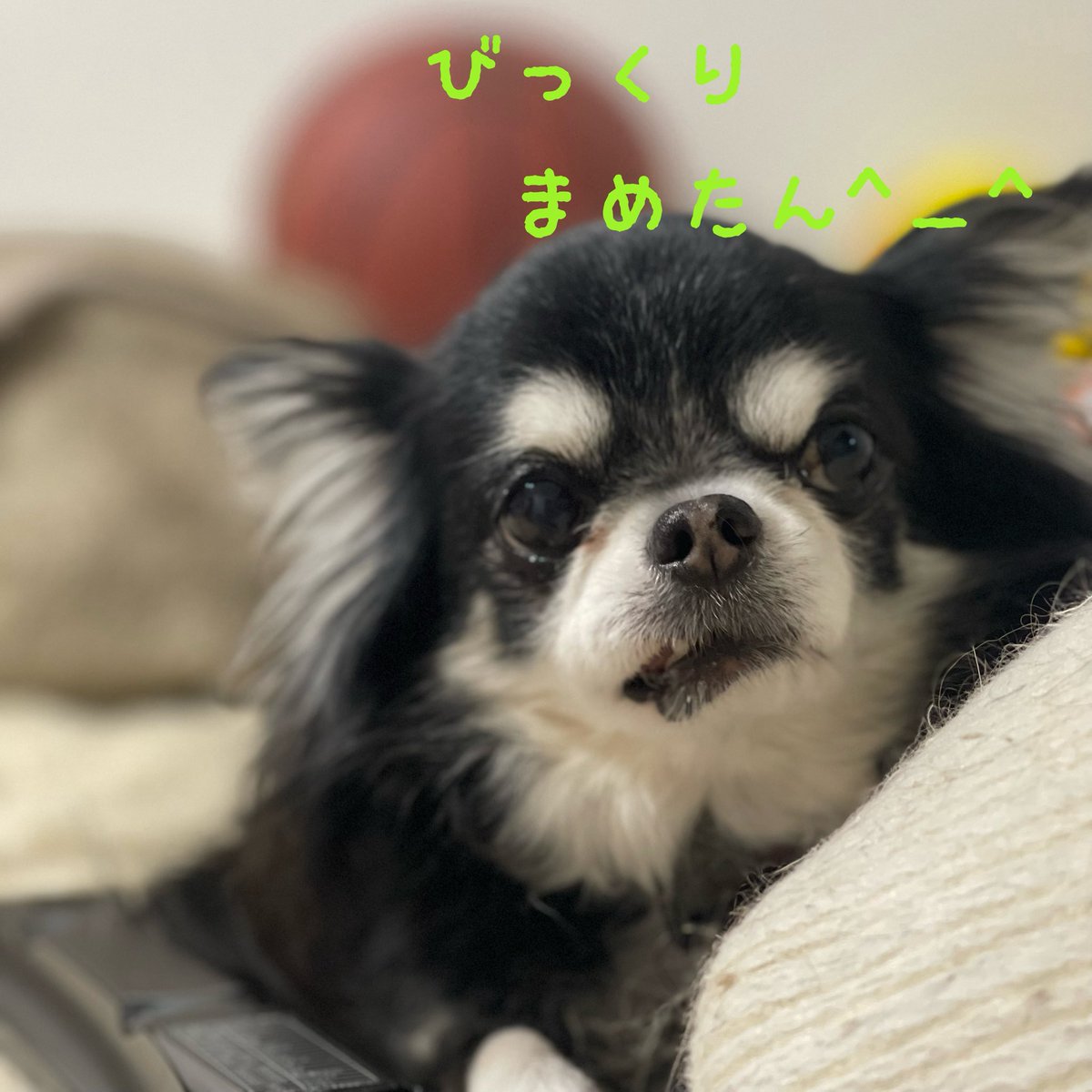 chacha0925's tweet photo. @mamemameluke うちに来たのが8歳の歳でそれからずーっとお薬だったと思います。とてもかわいい良い子でした。 https://t.co/kB5syS1Z5G