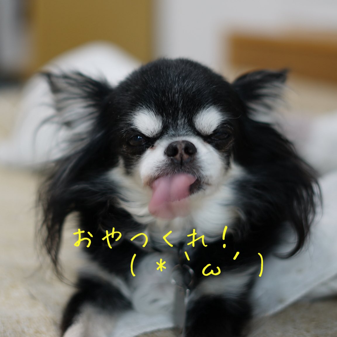 chacha0925's tweet photo. @mamemameluke うちに来たのが8歳の歳でそれからずーっとお薬だったと思います。とてもかわいい良い子でした。 https://t.co/kB5syS1Z5G