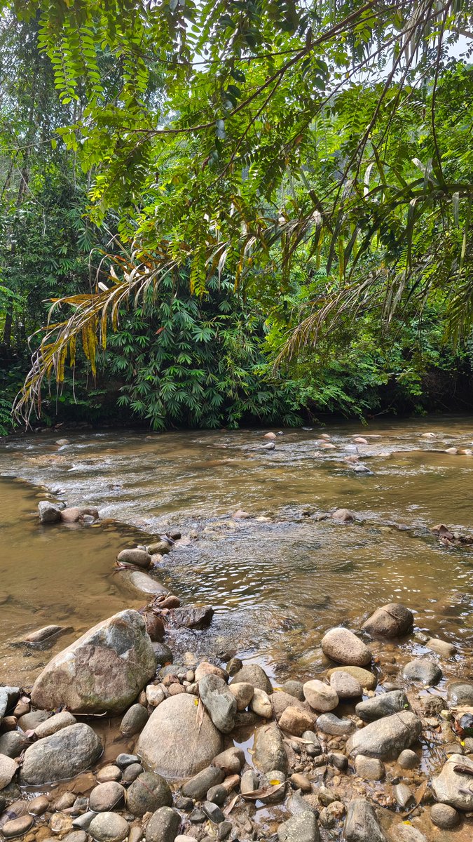 Tanam pokok, gathering with friends mandi sungai with kids, sunning and grounding, makan-makan, thousand of steps collected. Weekend was fund and joyful.  My heart is full ❤️