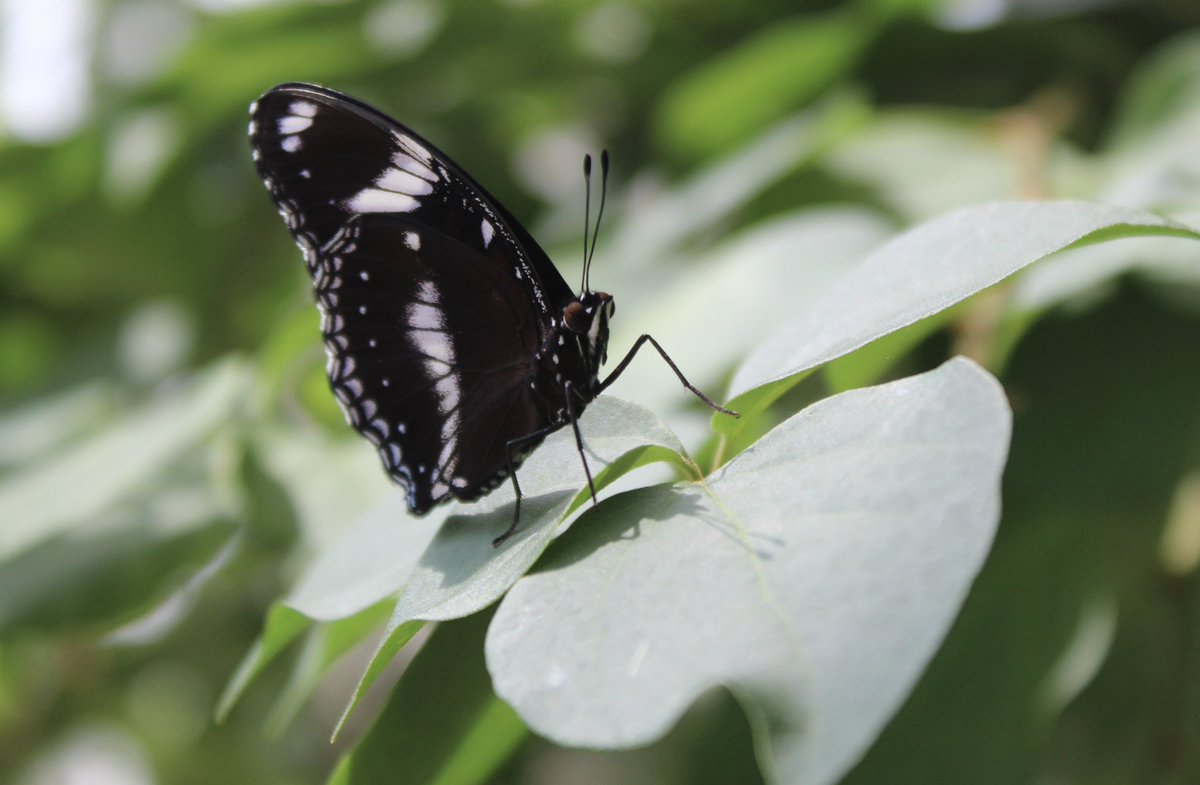 Nigel Maxwell tweet media