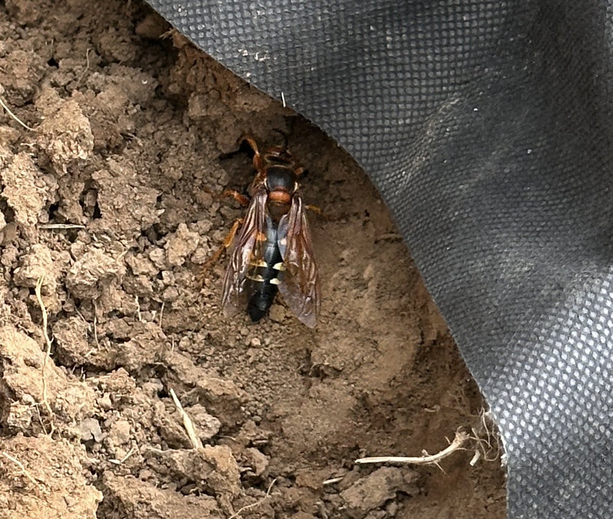 soarwitheagles's tweet image. After Friday and Saturday night band gigs and a busy Saturday of talking to lots of constituents, I wanted a chill Sunday, but I chose this to work on. The French drain is the last unfinished piece of my flowerbed project. My little cicada hornet friend popped in for a visit.