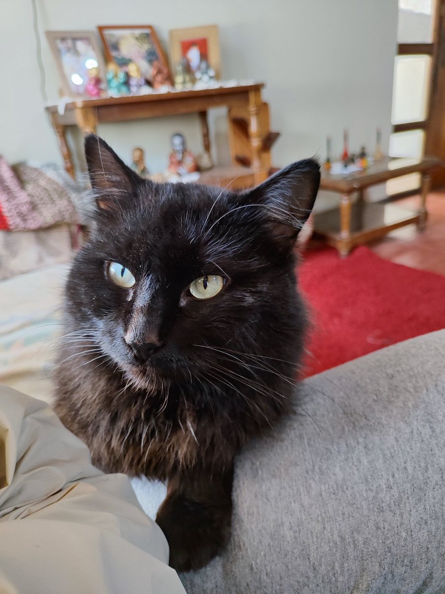 PR0D_SUG4's tweet photo. Post de apreciación a mi Meu 🖤🐈‍⬛ https://t.co/DL8kFDymbl