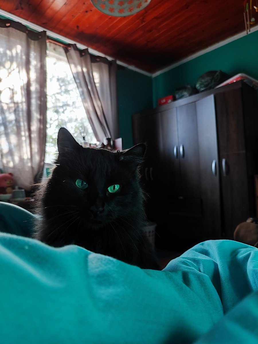 PR0D_SUG4's tweet photo. Post de apreciación a mi Meu 🖤🐈‍⬛ https://t.co/DL8kFDymbl