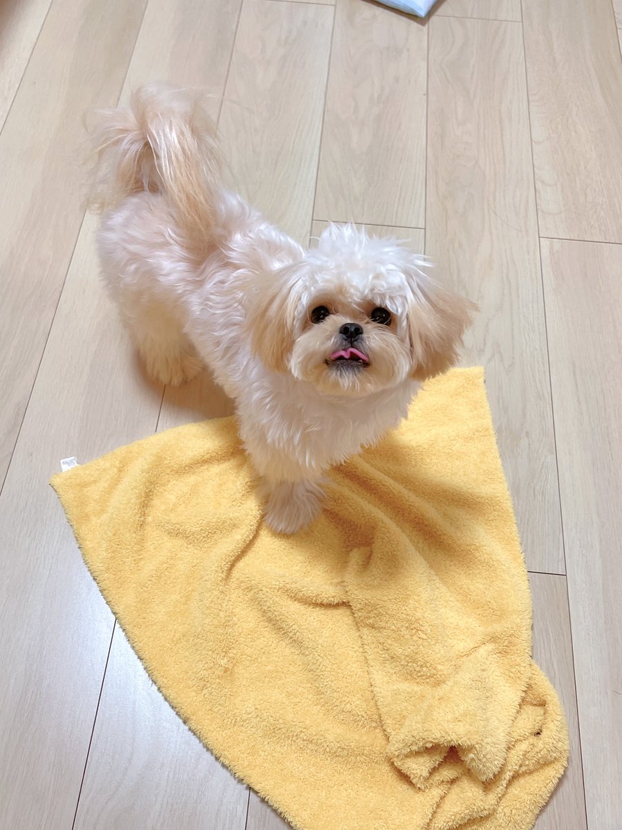 🐶「ｍ」

 #犬好きさんと繋がりたい