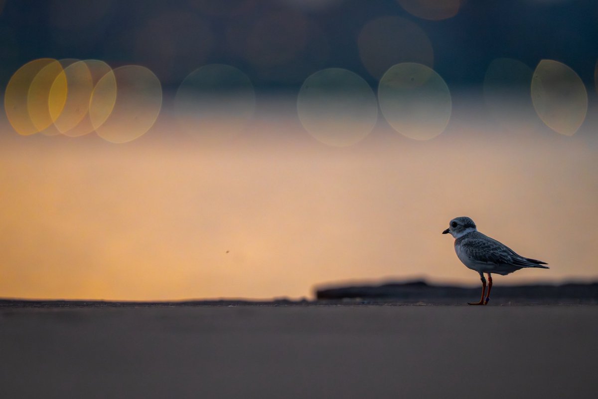 Chicago Piping Plovers tweet media