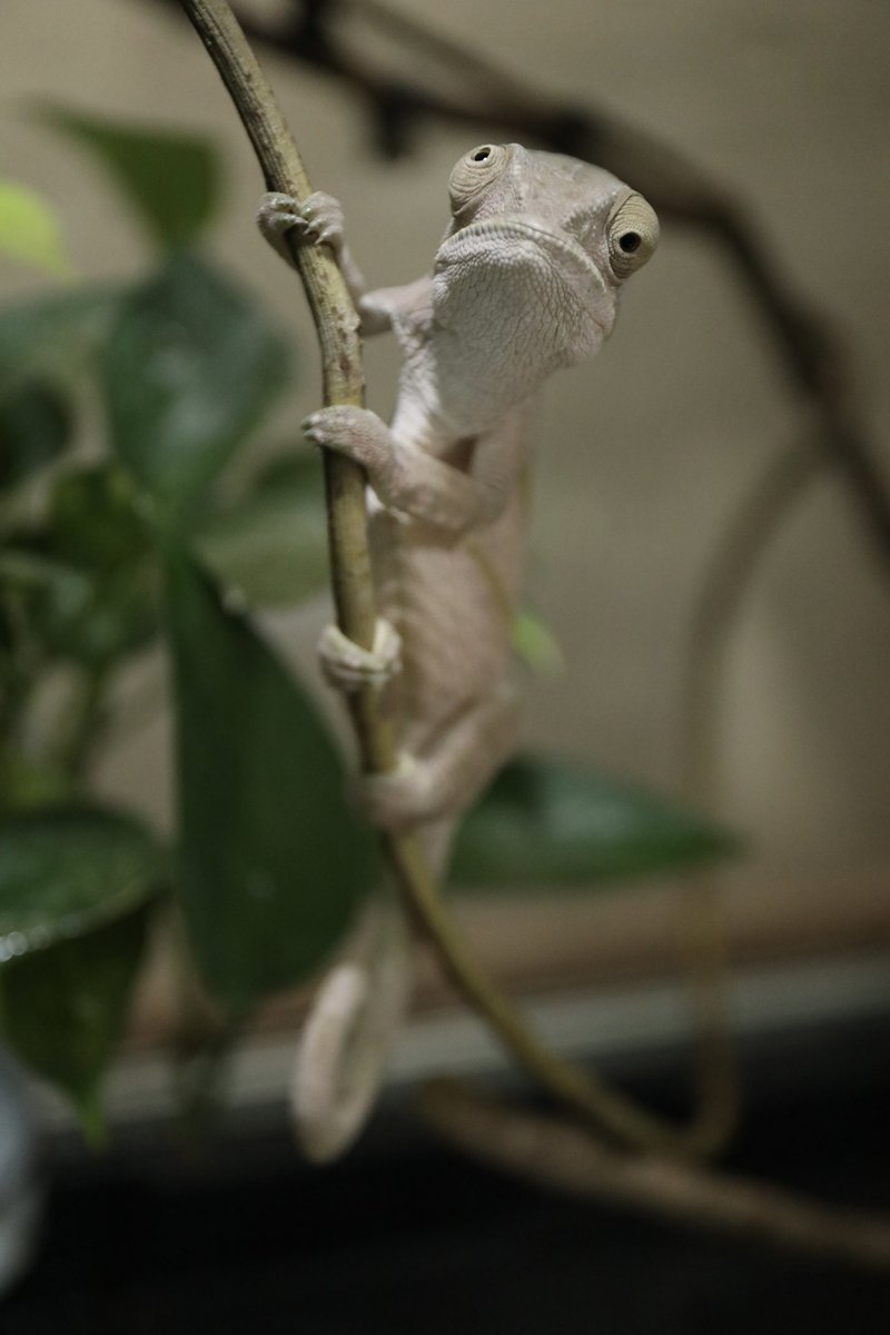 カメレオン - Search / X