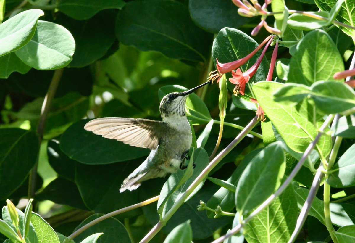 Siouxcq523's tweet photo. #hummingbirds in #forttryon #heathergarden @nycparks @FortTryon_Park #nycbirds #birdcpp https://t.co/s2P57zEfO5