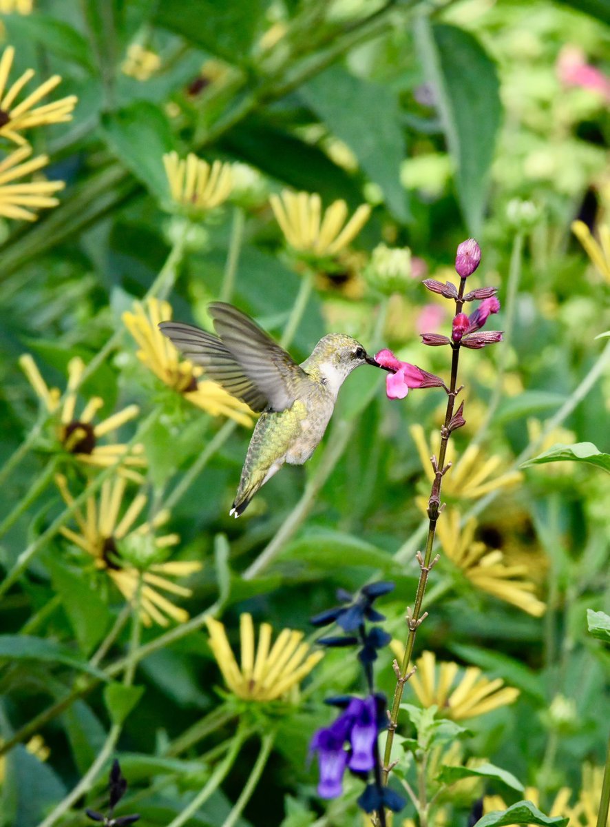 Siouxcq523's tweet photo. #hummingbirds in #forttryon #heathergarden @nycparks @FortTryon_Park #nycbirds #birdcpp https://t.co/s2P57zEfO5