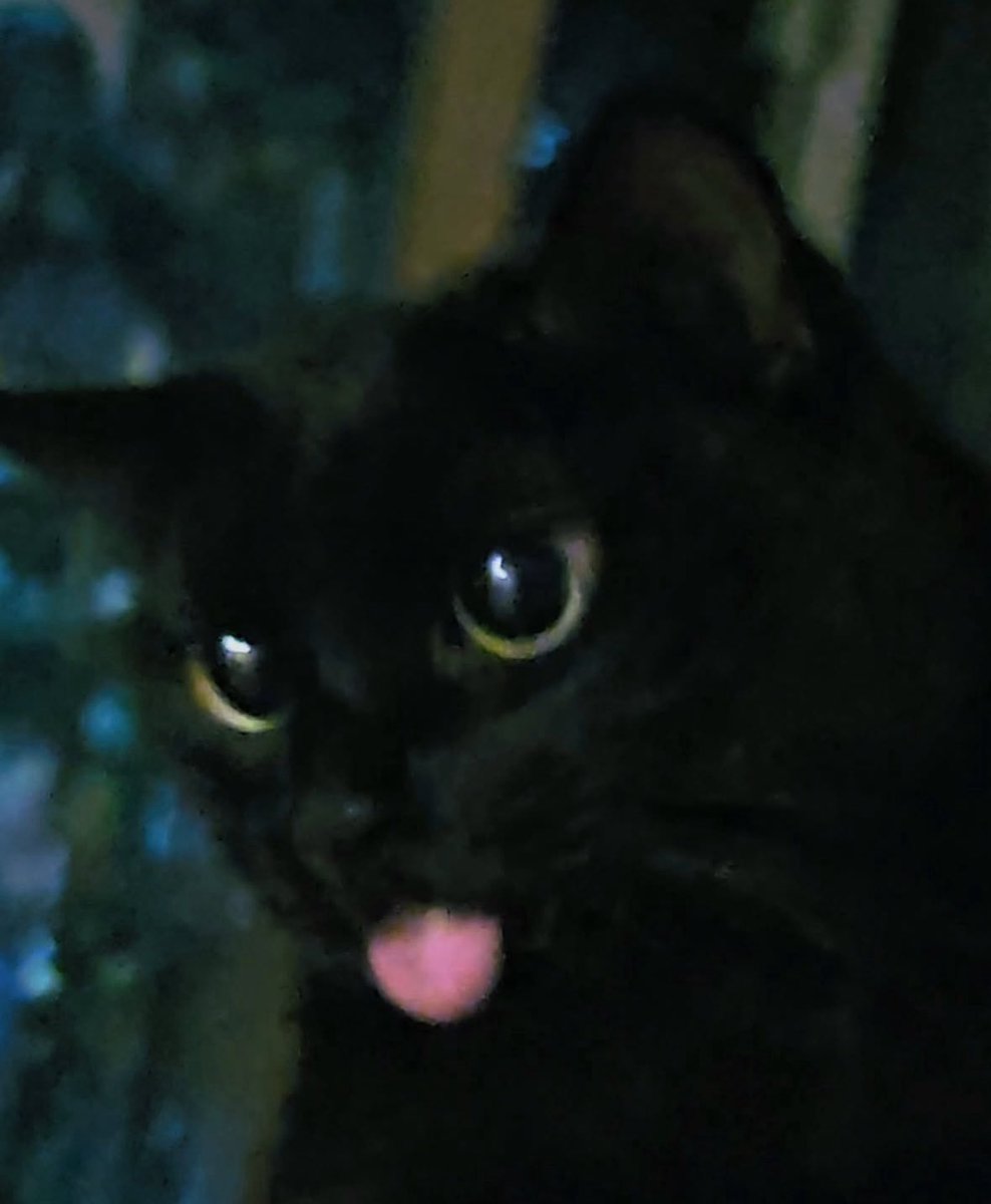 Black cats are not bad luck (@visualscat) on Twitter photo 