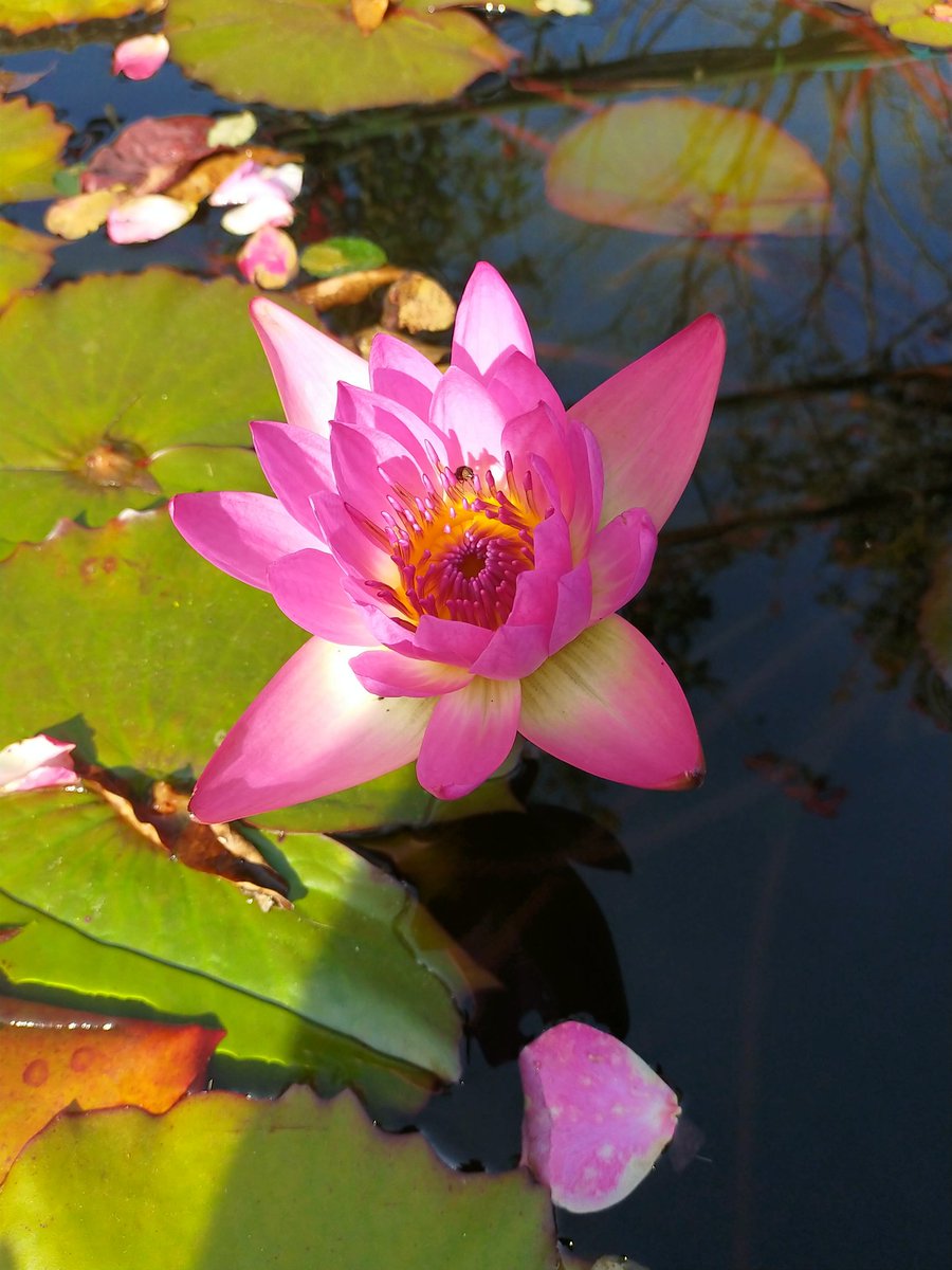 hiko111111's tweet photo. ご無沙汰しています
私は同じ治療を続けながら維持していますが２月に主人が膵臓癌と診断されました
昨年叔母を膵臓癌で亡くした私にはとても大きなショックでした😭
３度の手術を乗り越えて現在は抗癌剤と糖尿病の治療中です
落ち着くまで暫くはお休みして見守る予定ですので御無礼をお許しください🙇 https://t.co/LhlFhCz8bD