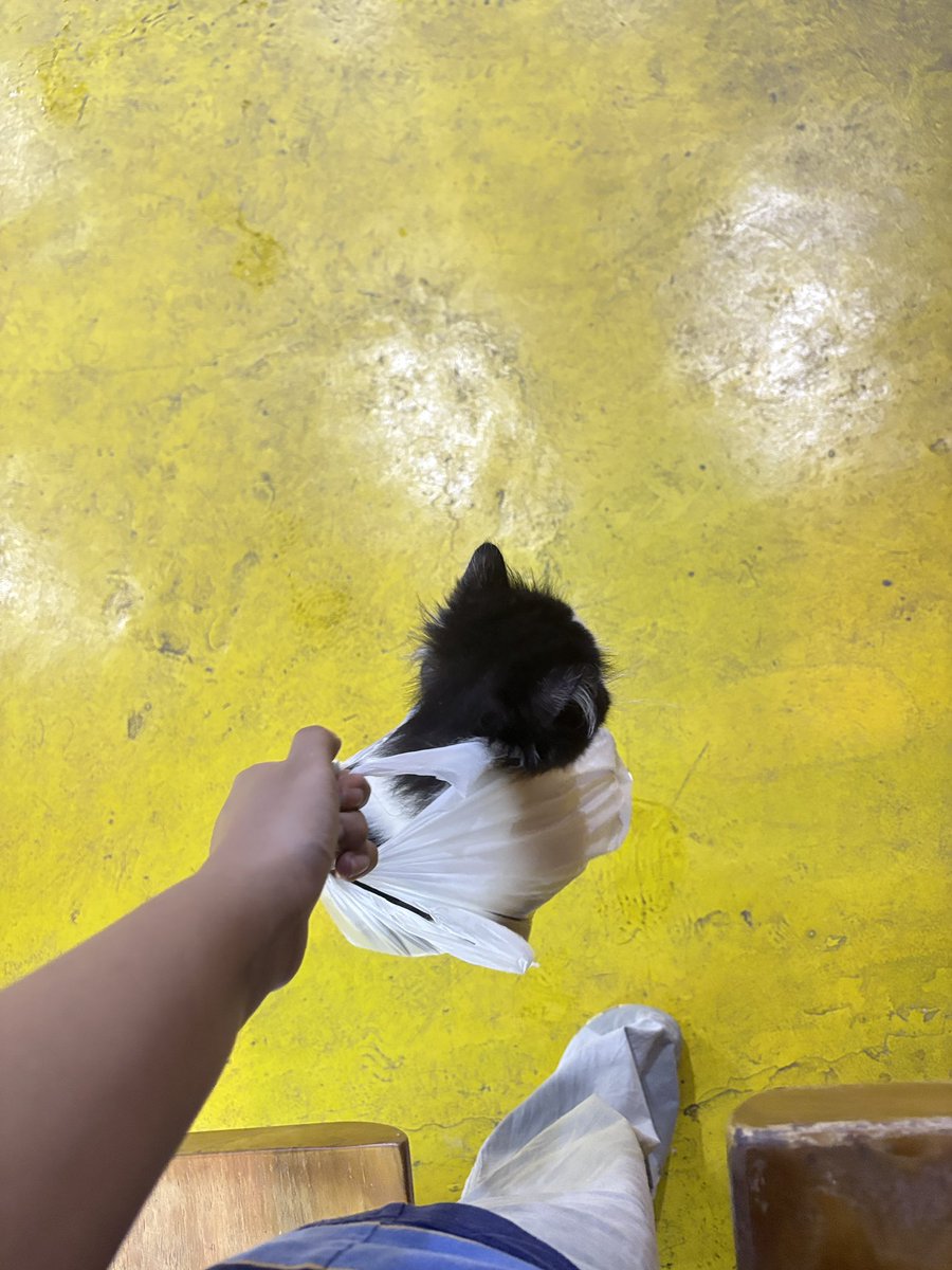 미원 Miwon FIP Survivor tweet media