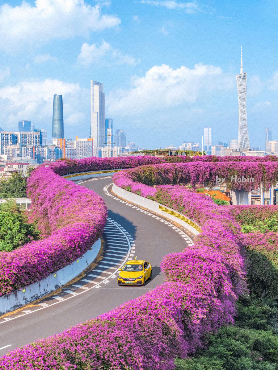 有种紫色浪漫，叫广州三角梅盛开❗🌸