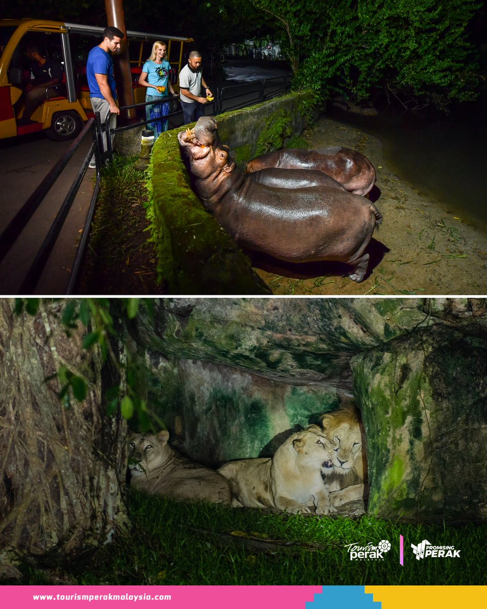 PerakTourism's tweet photo. Zoo Taiping and Night Safari ๐ฆ๐
As the first zoo in Malaysia, Zoo Taiping offers a lush natural setting for over 1500 animals. The highlight is the Night Safari where visitors can experience nocturnal animals in their natural habitat after dark.
#PromisingPerak #visitperak https://t.co/imgP0a1YDk