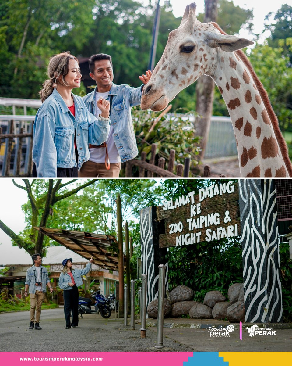 PerakTourism's tweet photo. Zoo Taiping and Night Safari ๐ฆ๐
As the first zoo in Malaysia, Zoo Taiping offers a lush natural setting for over 1500 animals. The highlight is the Night Safari where visitors can experience nocturnal animals in their natural habitat after dark.
#PromisingPerak #visitperak https://t.co/imgP0a1YDk