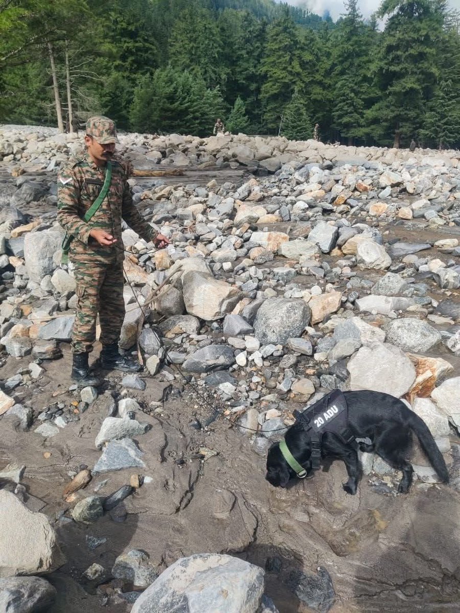 DefenceNewsOfIN's tweet image. Amidst the devastation in #Dharali and #Harsil, a team of six #Armydogs, including Hazel, Jansi, Sara, June, Opana, and Rahi, are deployed to search for survivors buried under debris.