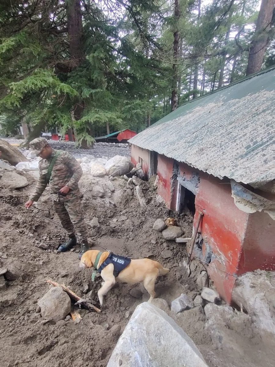 DefenceNewsOfIN's tweet image. Amidst the devastation in #Dharali and #Harsil, a team of six #Armydogs, including Hazel, Jansi, Sara, June, Opana, and Rahi, are deployed to search for survivors buried under debris.