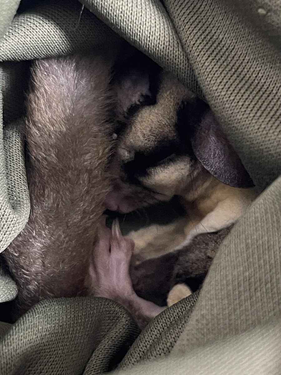 すやぁ  #フクロモモンガ