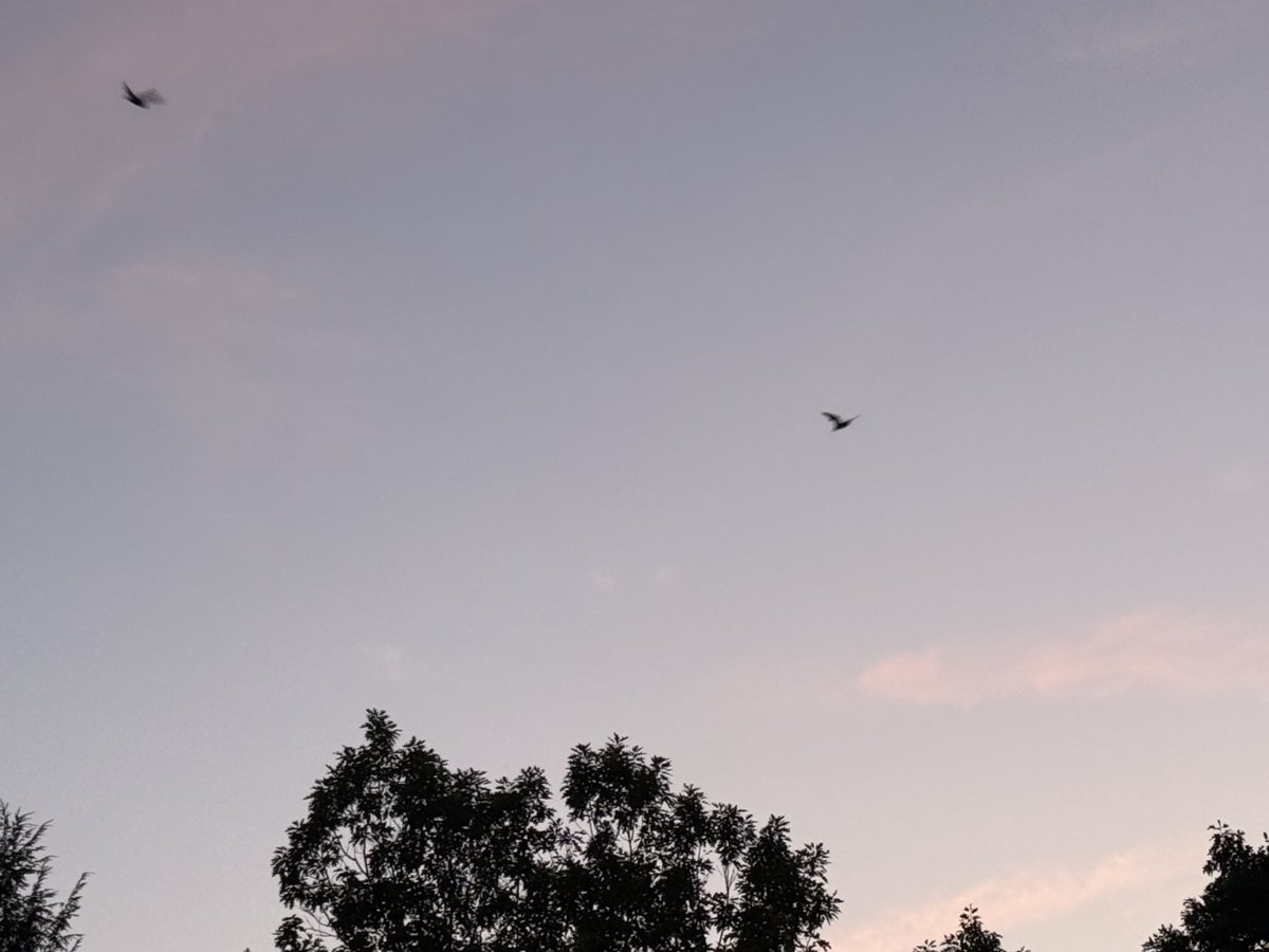 mmuhlfelder's tweet image. It’s not my usual #capecodbay sunset this month, but I can find a #calmocean anywhere ( and some pretty cool bats )