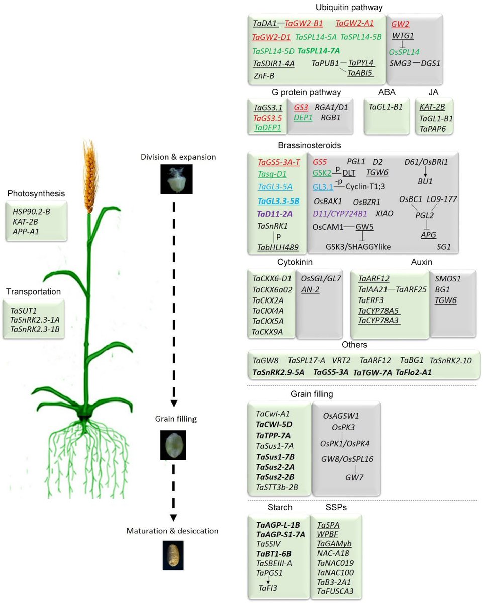 PlantSciRes's tweet photo. #SeedBio
Wheat grain size: molecular insights into source-sink regulation, plus strategies for yield-quality synergy.
@MaximumAcademic #WheatYield #GrainSize #MolecularGenetics @PCP_EIC
Details: https://t.co/8LbGpPORuD https://t.co/17gUe9obCN