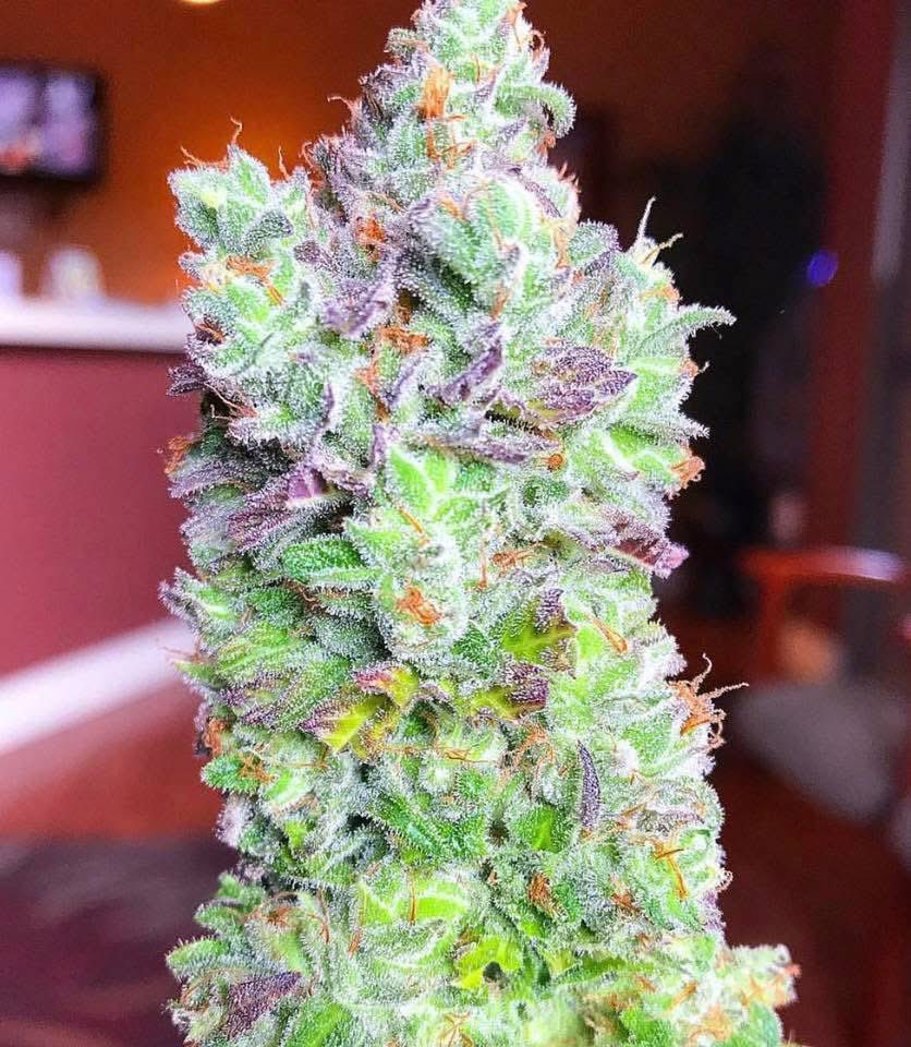 StonersHeaven_'s tweet photo. White Fire OG 🥶💨 https://t.co/xyupvO6HKn