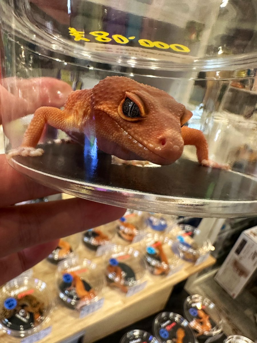 レオパーティー in LUCKUP
最終日、始まりました！
本日のみ参加してます〜
奇跡的に、外は☀️
ご来店、お待ちしてますね！！！