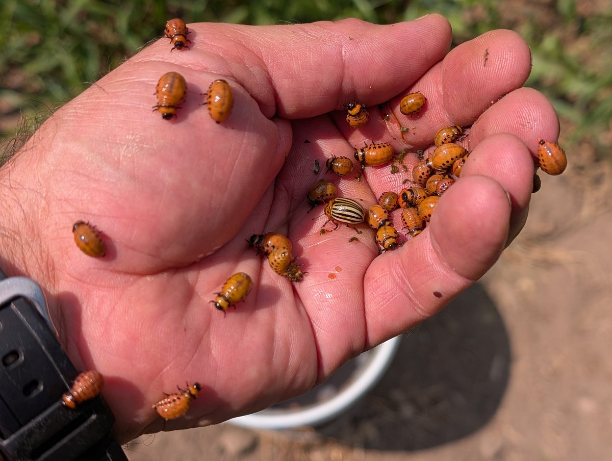 Barclay C Nap tweet media