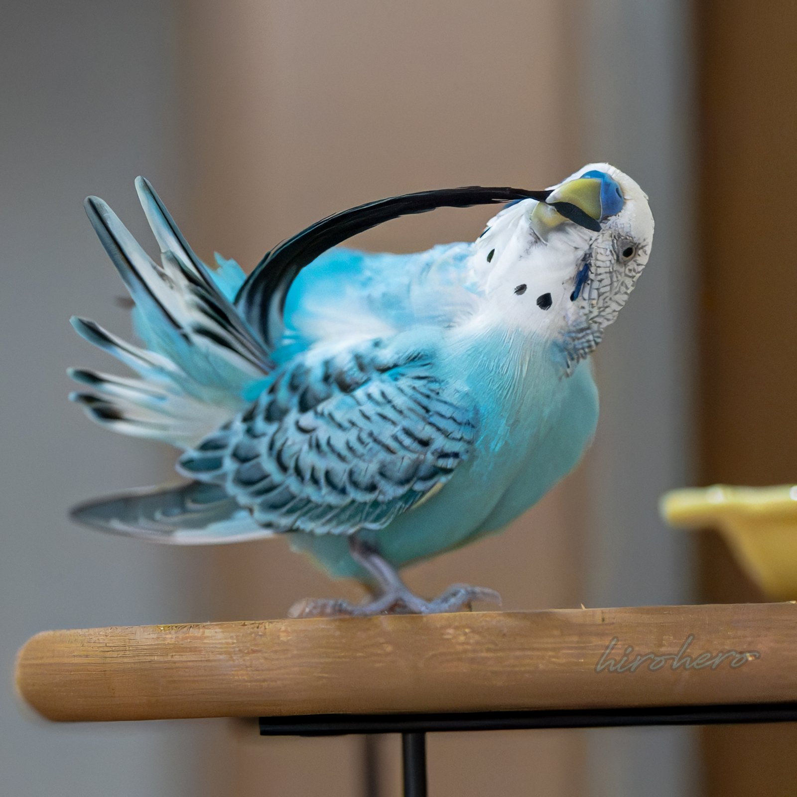 hiro　　アネモネ、信長、インコ hirohero on X: 