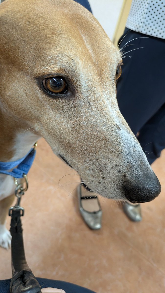 アザワクのぽっくん tweet media