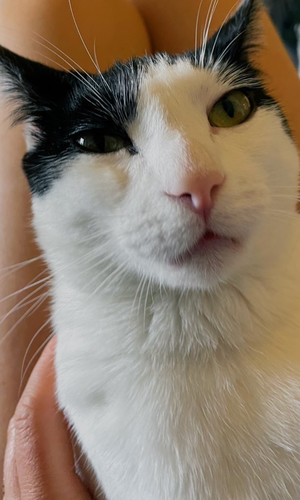 standwifmimi's tweet photo. @PunchingCat Hi 😸 https://t.co/7ewDTFSQR3