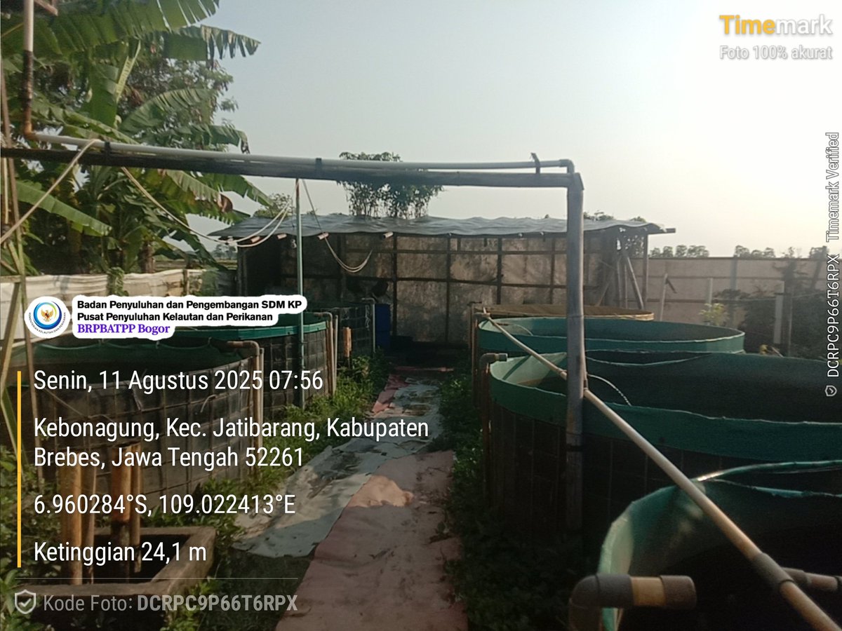 DIchtiarso57106's tweet photo. Senin, 11/8/2025 Anjangsana Pokdakan Bhakti Jaya Desa Kebonagung Kec Jatibarang Kabupaten Brebes melihat pembesaran ikan lele sistem ras 
@bppsdm_kp
@brpbatpp_bogor 
@pusluh_bppsdm https://t.co/t7RWBT81AJ