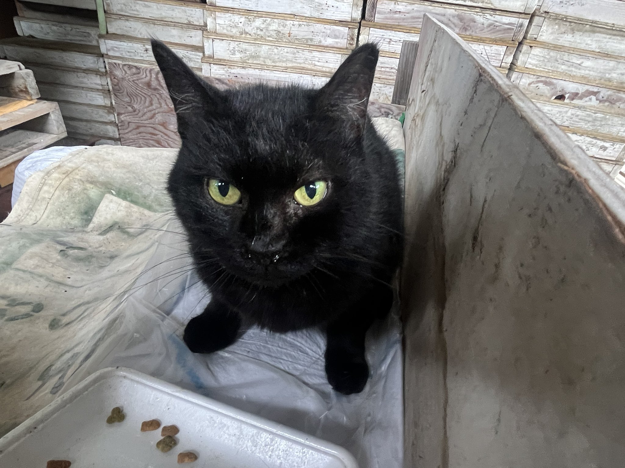 猫B 最終値下げしました！ I'm saving 30,000 yen a month, but what do you think of the