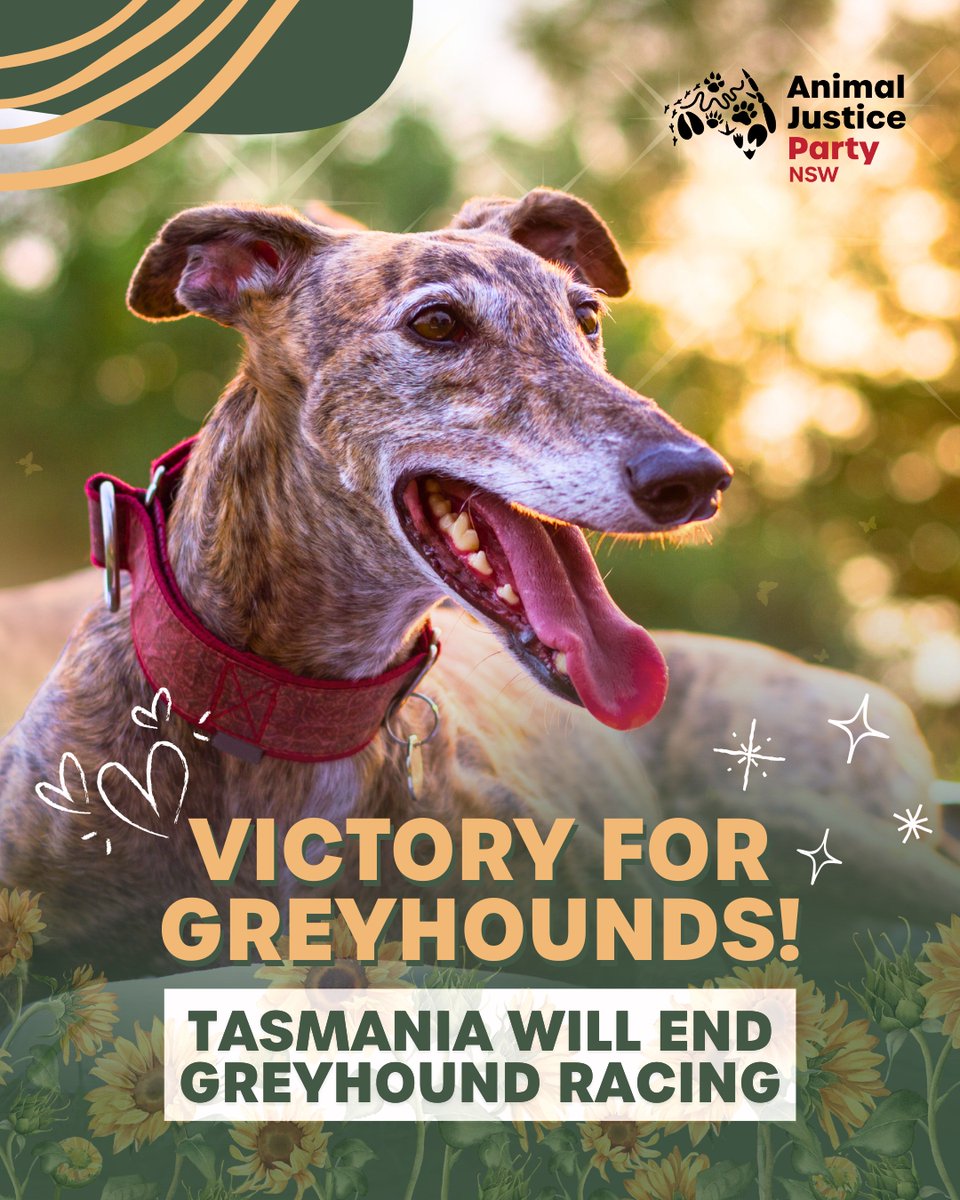 animaljusticeAU's tweet photo. TAS LEADS THE WAY!

We now call on NSW Govt to:
🐕 End #GreyhoundRacing once and for all
🐕 Fund rehoming so every greyhound has a safe future
🐕 Support workers into ethical, cruelty-free jobs that benefit communities
🐕 Turn tracks into spaces communities can use

#AusPol #Dogs https://t.co/cNlrYBiaVD