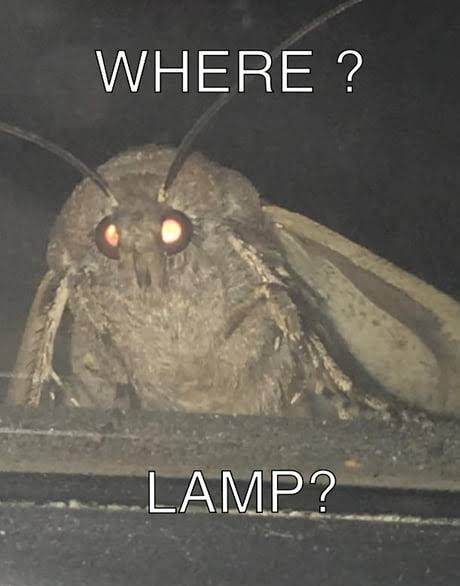 Strëët Møth (@streetmothh) on Twitter photo Location? 
$MOTH wants to provide security for all lamps Location? 
$MOTH wants to provide security for all lamps