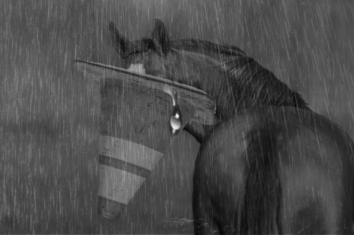 VeeJettta's tweet image. my #ventart because im a stupid horse with a cone on its head that cant see anything around it