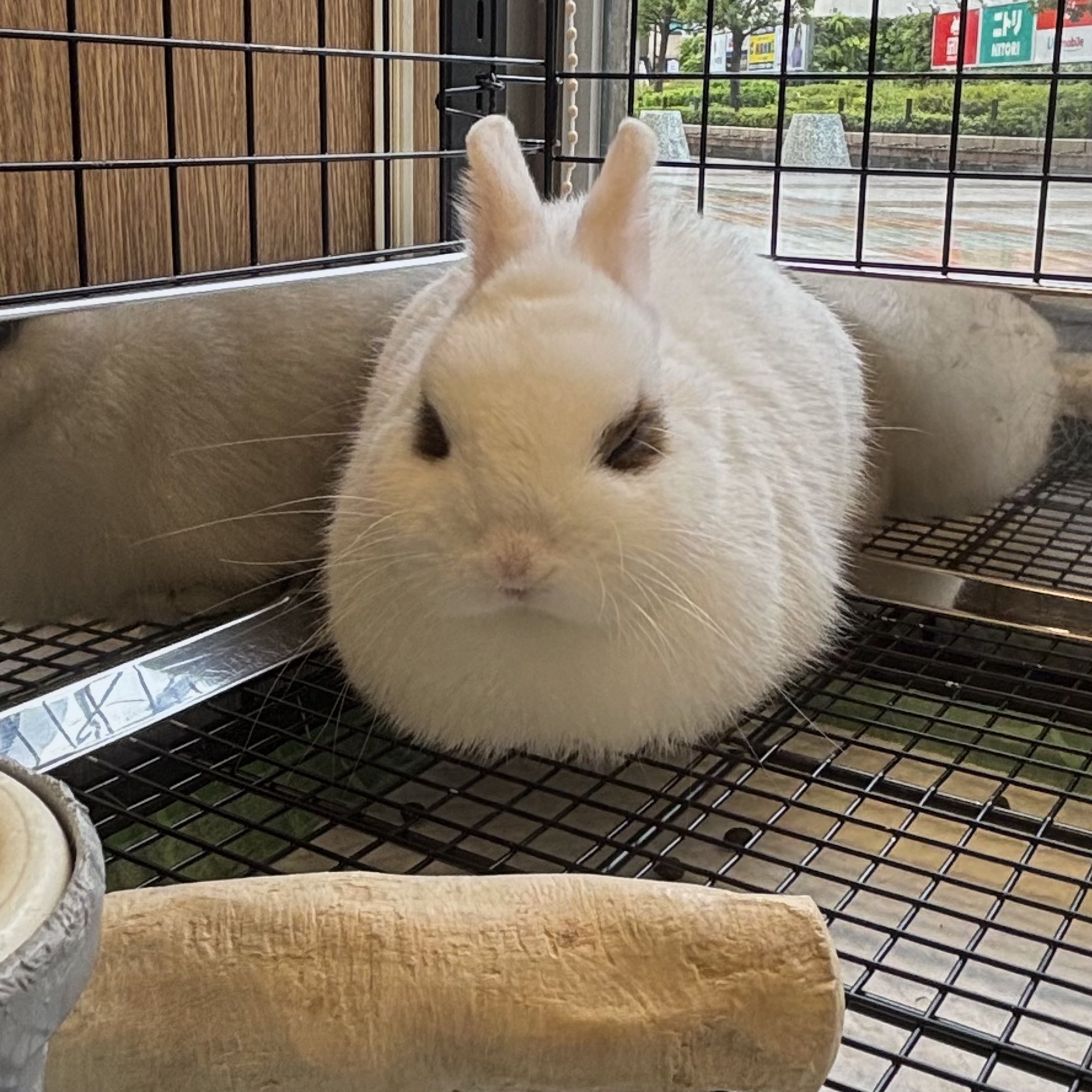 うさぎのしっぽオリナス錦糸町店 on X: 