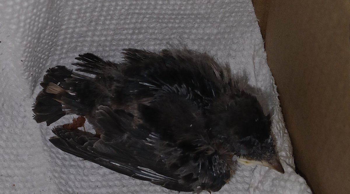 What do I do with this little fella