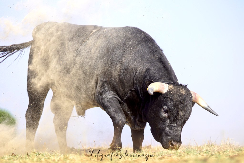 MC_huertasvega's tweet photo. Eral echándose tierra #verano #novillos #erales #ganadobravo #ganaderiacristinahuertas #novilladasinpicadores #tierra #toros #torosymoscas #toledo #parásitos https://t.co/jg09ZgkK8u