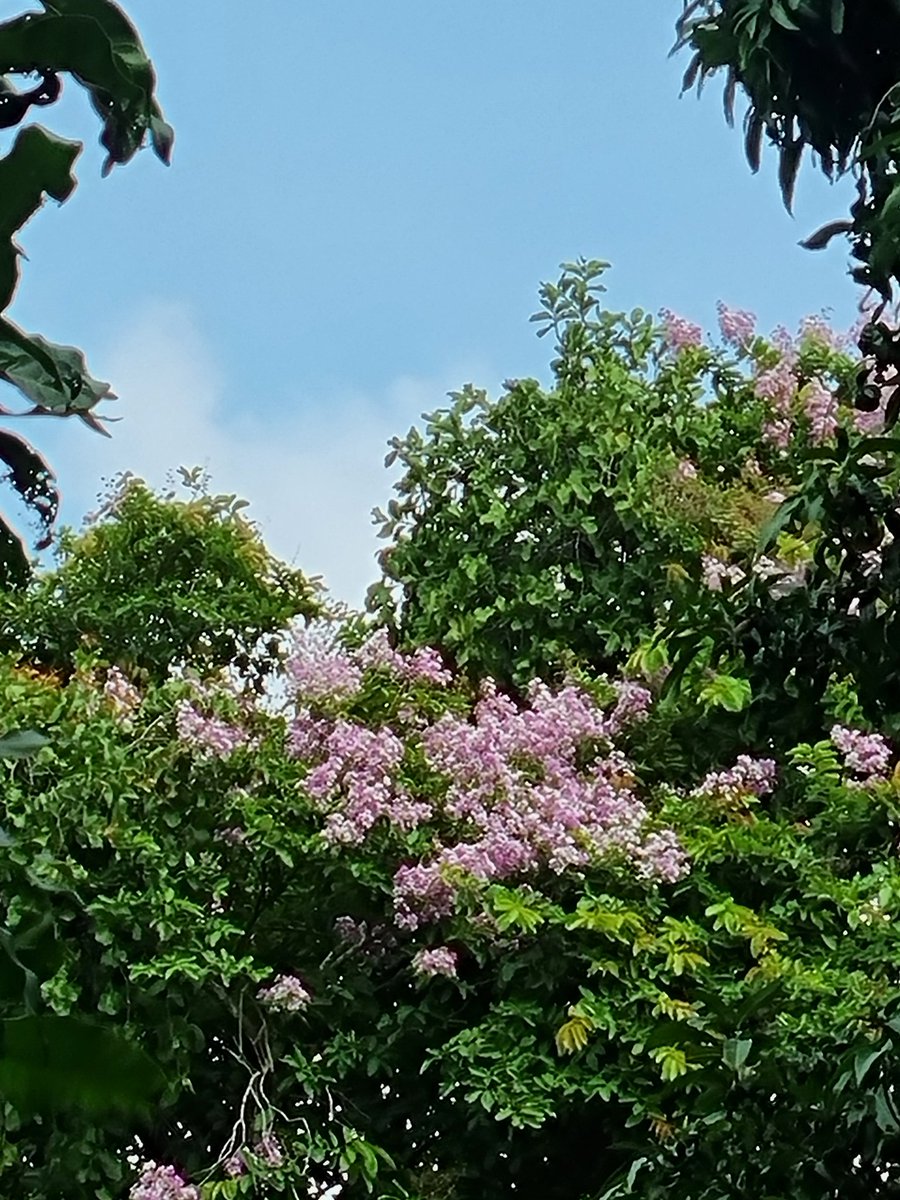 Skmurari's tweet photo. Life is beautiful...
The flowers are known as #Queens_Crape_Myrtle or #Jarul in Hindi. These are grown in big bunches. https://t.co/y01qqEb3gE