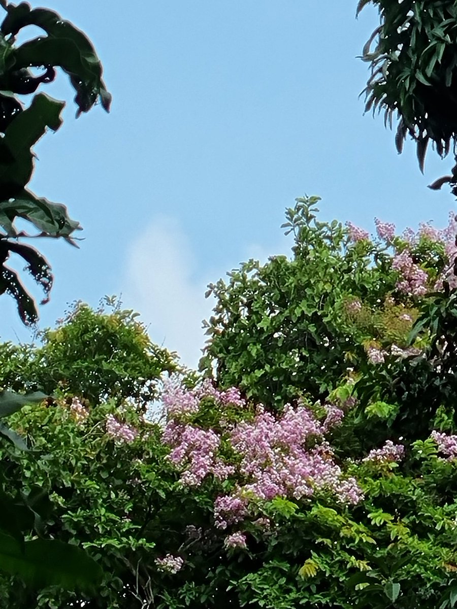 Skmurari's tweet photo. Life is beautiful...
The flowers are known as #Queens_Crape_Myrtle or #Jarul in Hindi. These are grown in big bunches. https://t.co/y01qqEb3gE