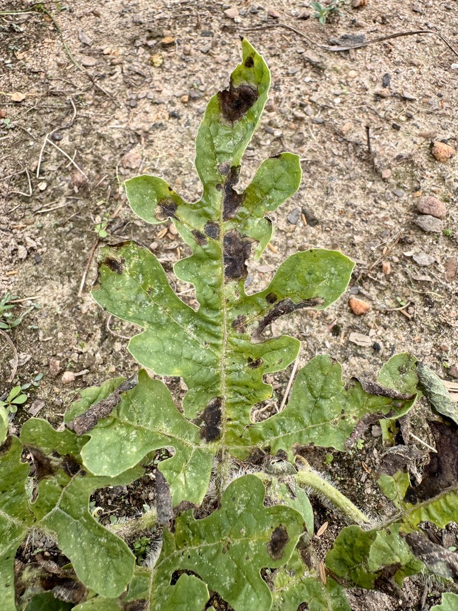 alabamaED's tweet photo. Symptoms of gummy stem blight on watermelon appear as circular brown spots near leaf margins. The spots enlarge &amp; merge until the entire leaf is blighted. Stem Infections can produce cankers that cause wilting of vines. Management often relies on fungicides #Fungi #Watermelon https://t.co/nXTqODNnLp