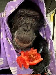 Tonka ain’t a toy it’s a chimp not a truck