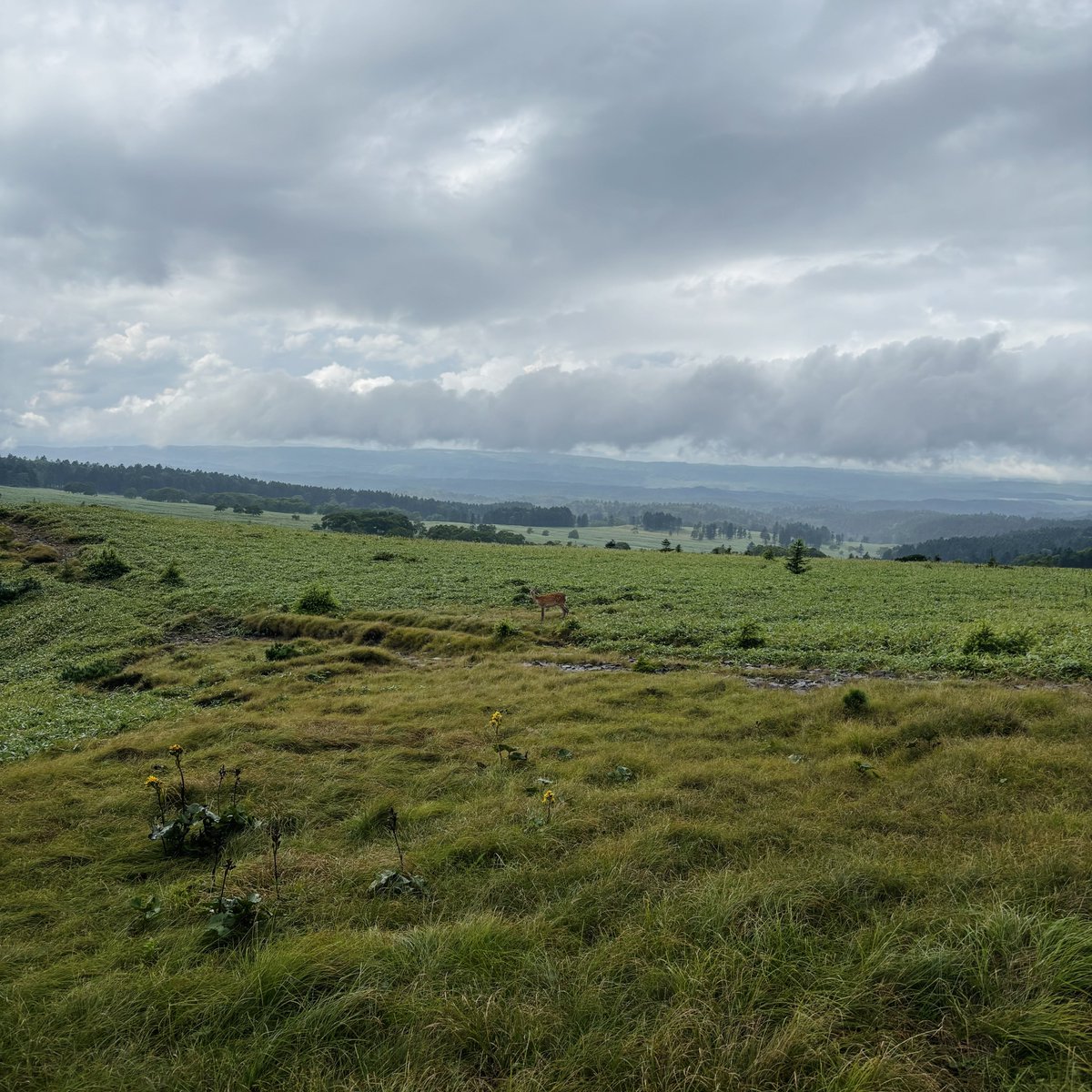 rote_ps's tweet image. 