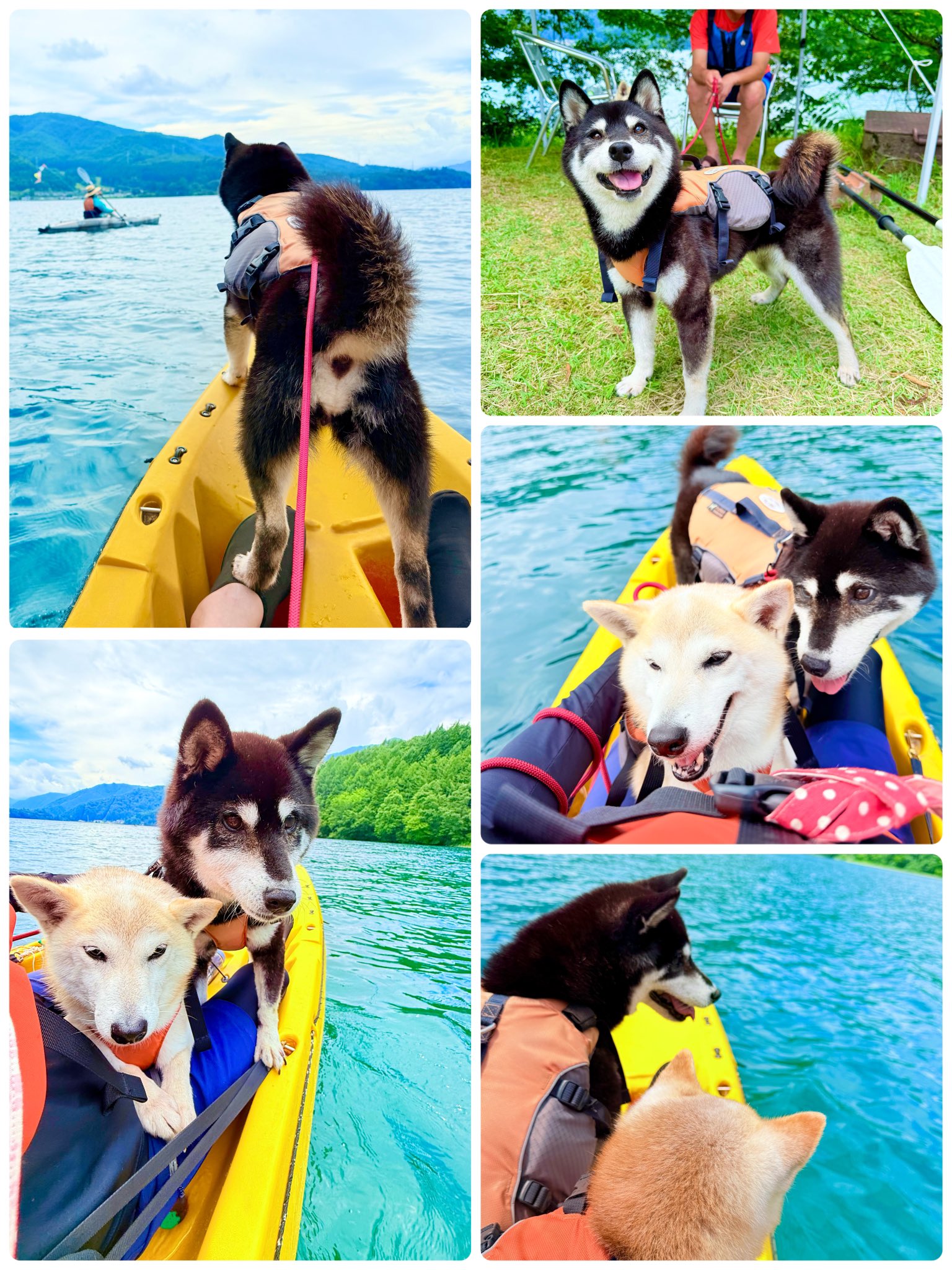 ママ柴ちゃん 3柴のママ🐶💓🐾 (@popo.ribu.ramu48) | TikTok
