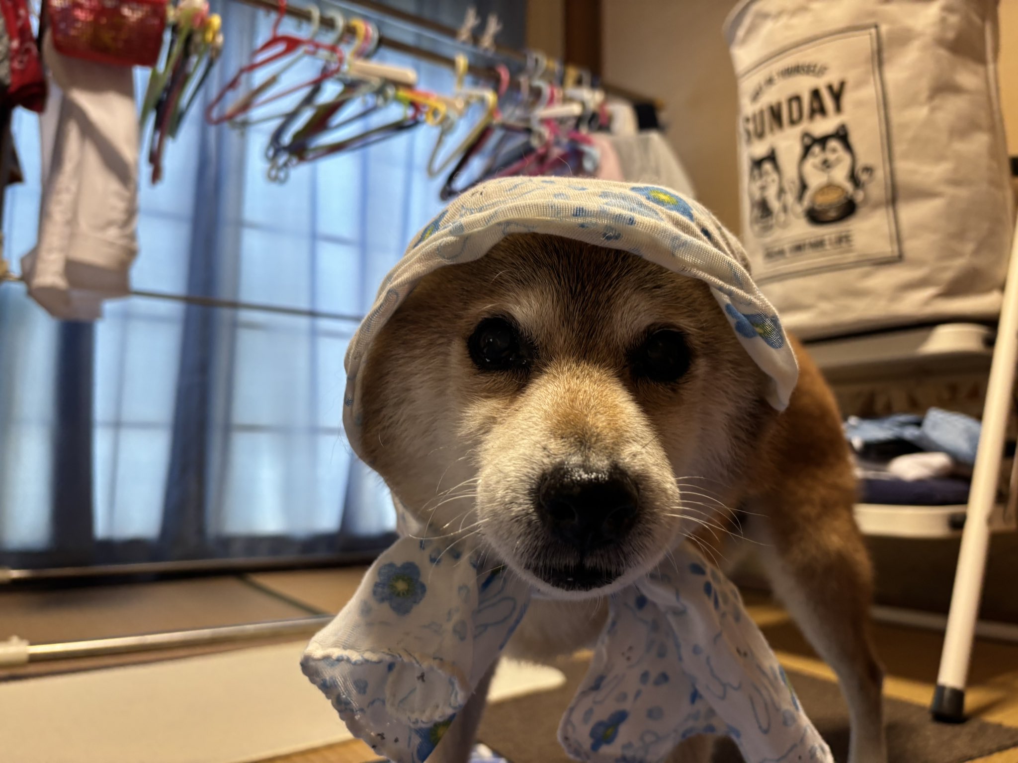 柴犬おそら🌻 on X: 