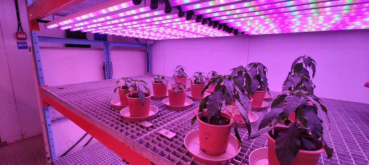 Double Haploid Lighting by Nexsel
Boost bud count &amp; speed plant growth with our special DH spectrum – tested on chili, cauliflower &amp; more.
Design | Install | Proven Results
Let’s power your DH crop success! 

#DoubleHaploid #GrowLight #AgriInnovation #SpeedBreeding #MadeInIndia