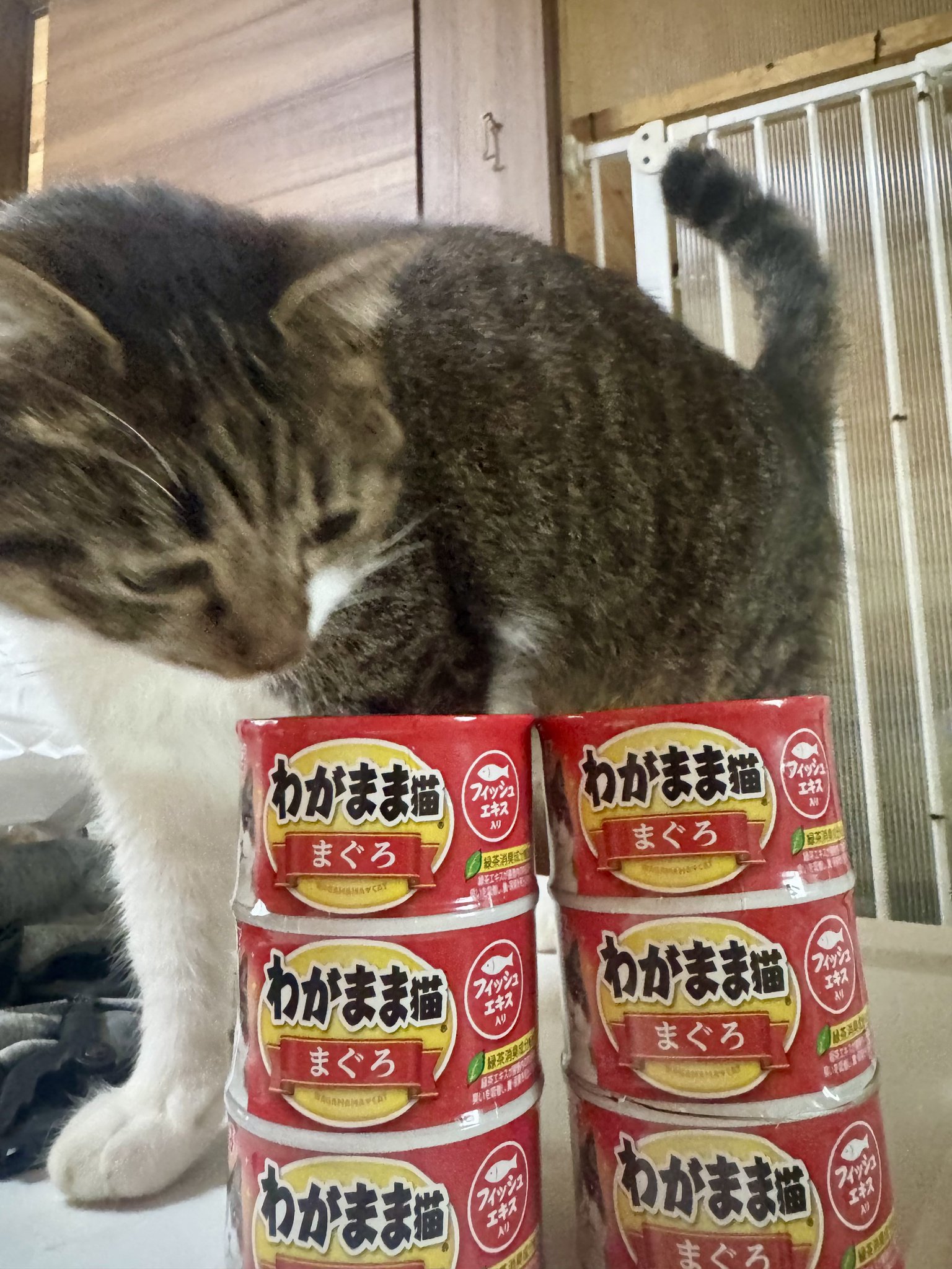 多幸🐈プロフ見てね🐈‍⬛固定ポストは拡散希望🐾 on X: 