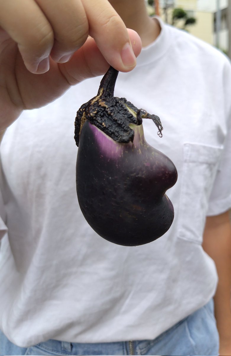 夏野菜 - Search / X