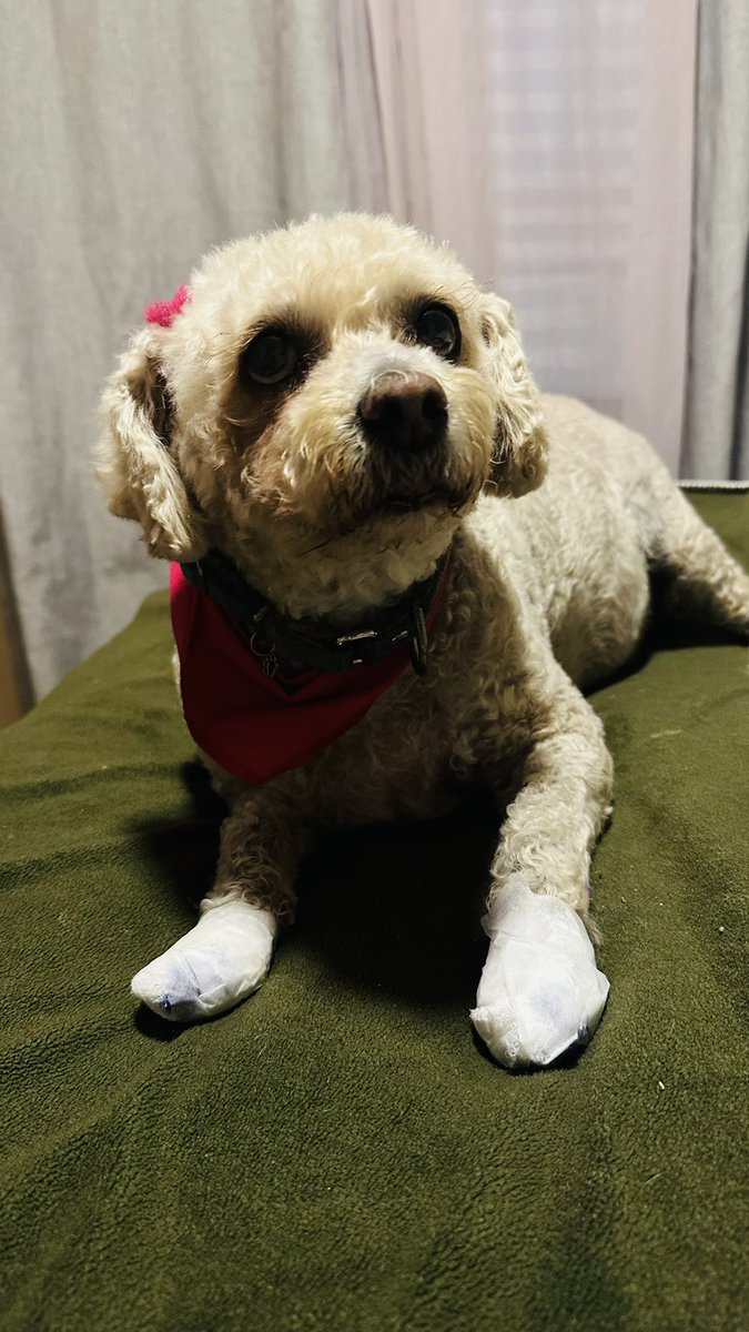 Ninguna virgen, ningún santo necesita tantos pinches cuetes alcemos la voz todos!!!! <a href="/pciviledomex/">Protección Civil del Estado de México</a> <a href="/Gob_Tlalne/">Gobierno de Tlalnepantla</a> <a href="/LasArboledasMex/">Arboledas</a> <a href="/LicAnimalista/">Abogado Animalista</a> <a href="/propaem_sma/">PROPAEM</a>